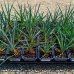 Yucca rigida (Juka tuhá) ‘BLUE SENTRY’- výška 10-15 cm, kont. P9/P11 Yucca rigida (Juka tuhá) ‘BLUE SENTRY’- výška 10-15 cm, kont. P9/P11